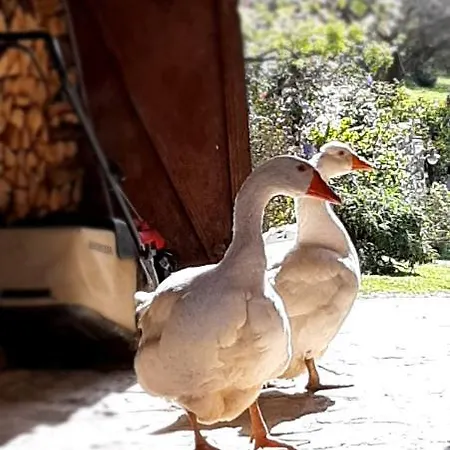 Bed and breakfast Il Glicine