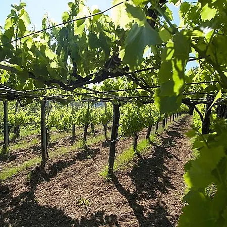Bed & Breakfast Il Glicine 3*